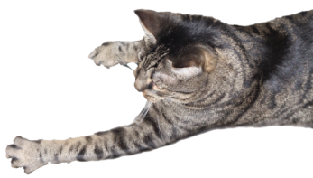 Katzenbild Katzenbild